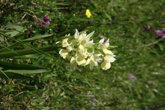 orchis insularis